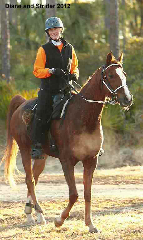 GoGoGator Run 2012wp.jpg (37626 bytes)