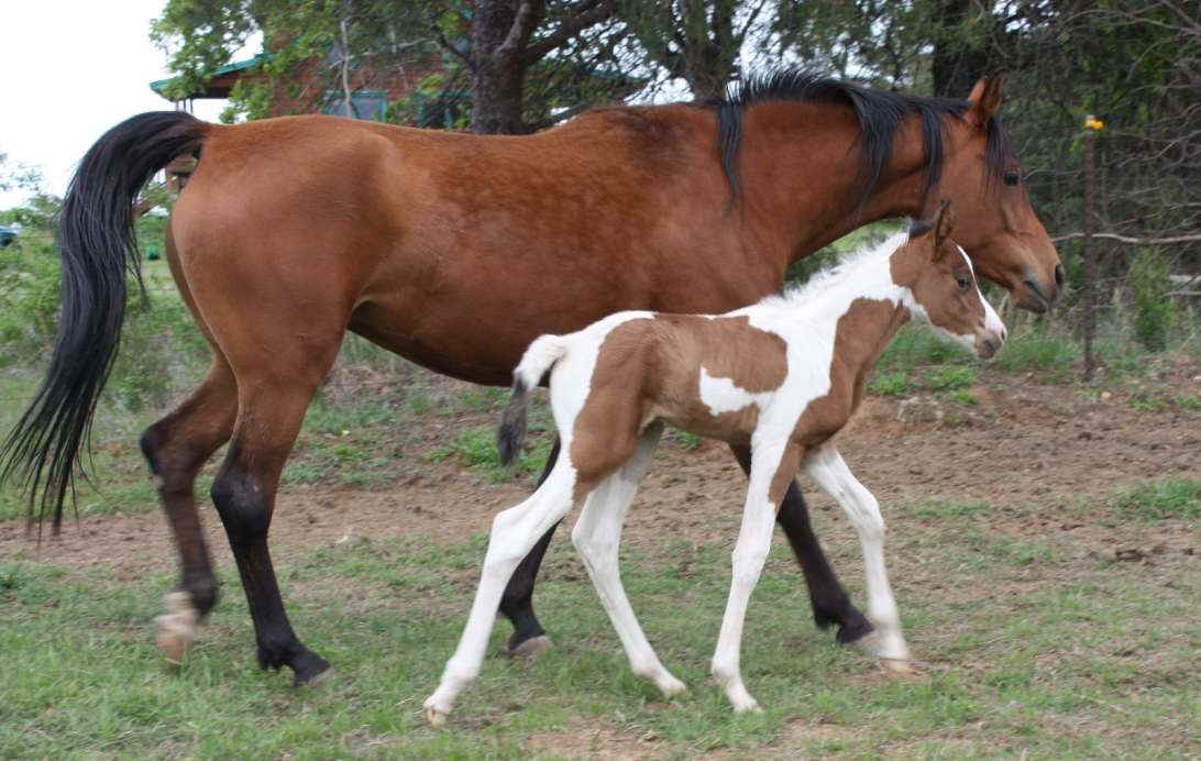 Paandorrafoalday31.JPG (96221 bytes)