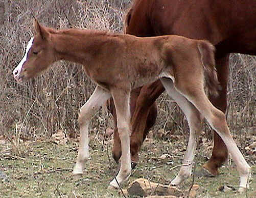 Paassion3day2bst.JPG (94838 bytes)