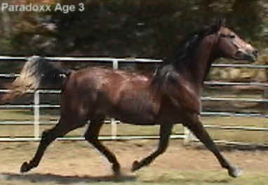 Paradoxxage3trot2.JPG (32540 bytes)